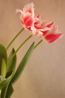 Red Tulips Royalty Free Stock Images