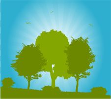 Vector Trees Royalty Free Stock Image Vector Trees Royalty Free Stock Image