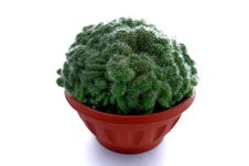 Cactus In A Pot Royalty Free Stock Images