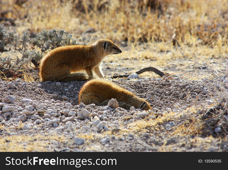 Yellow Mongoose (Cynictis Penicillata)