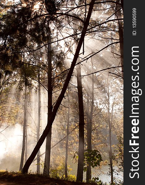 Lighting shade in forest, surrounded with the mist