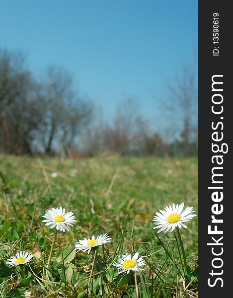 Macro photo of beautiful spring daisies. Macro photo of beautiful spring daisies