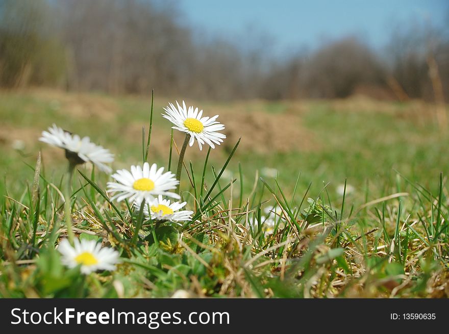 Macro photo of beautiful spring daisies. Macro photo of beautiful spring daisies