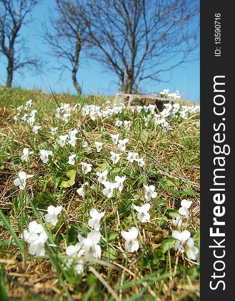 photo of white Viola persicifolia in meadow. photo of white Viola persicifolia in meadow