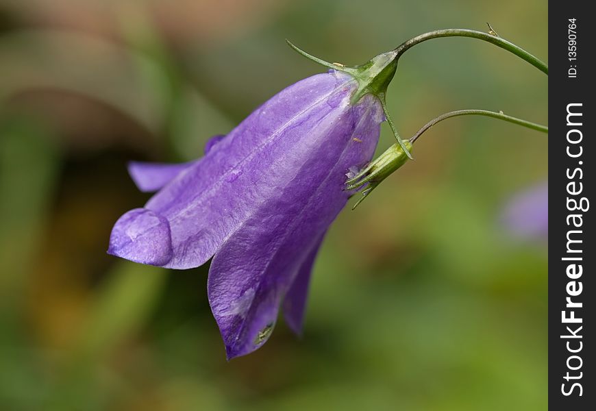 Violet bellflower (Campanula) macro with dew beside a small footpath (France - Limousin).