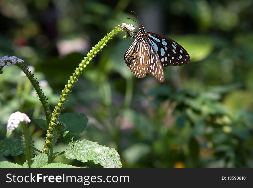 Thai butterfly mostly seen in the flower garden in Thailand