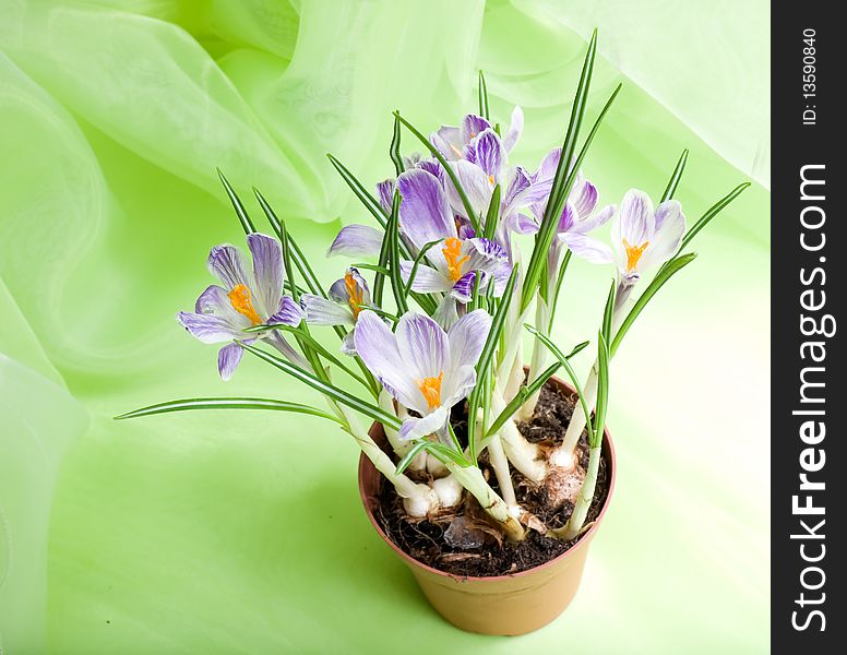 First spring flowers.  Crocuses   on the soft green fabric. First spring flowers.  Crocuses   on the soft green fabric.