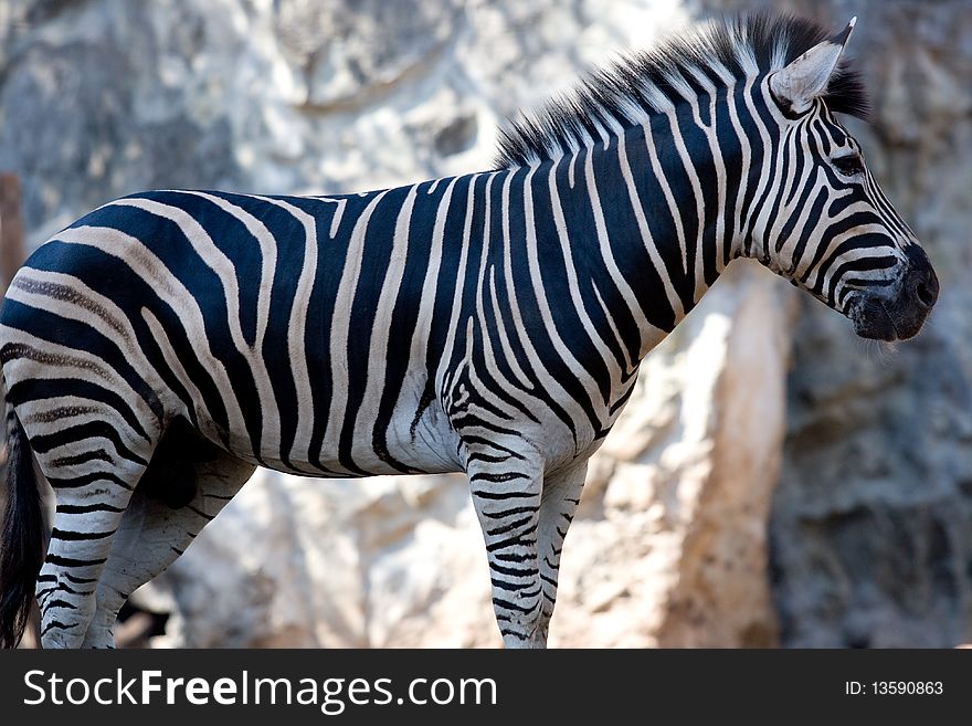 Standing zebra watching for food. Standing zebra watching for food