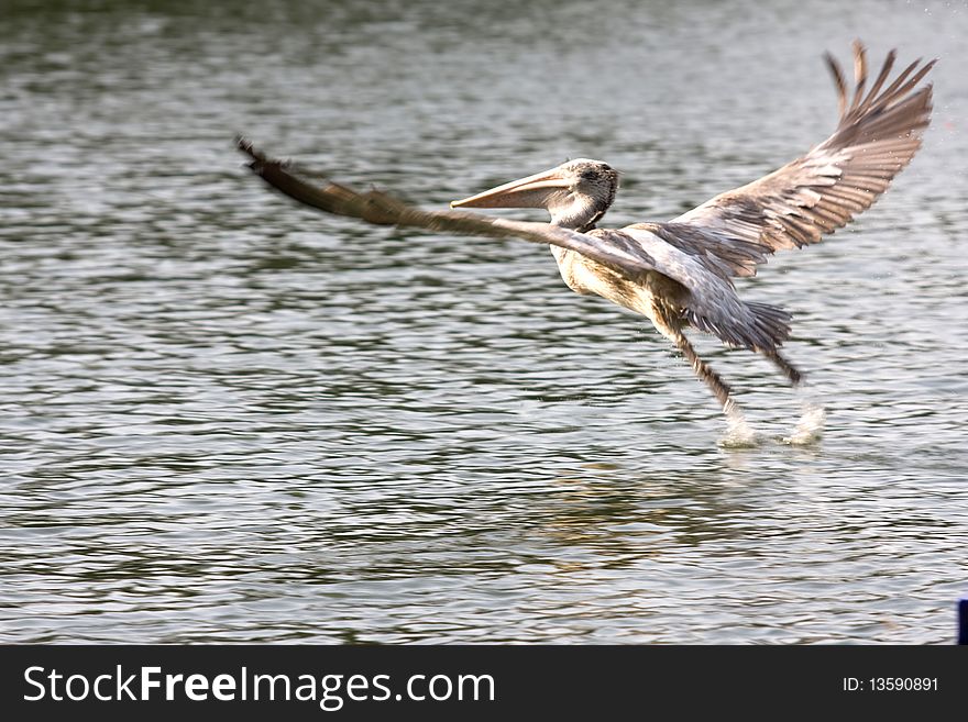 I saw the bird was taking off from the water, in Thailand. I saw the bird was taking off from the water, in Thailand