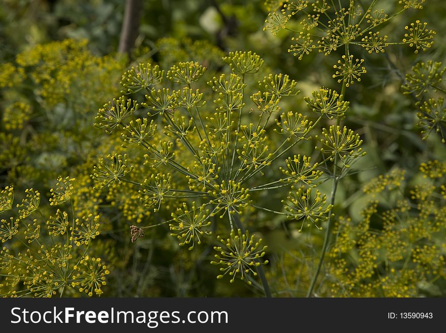 Blooming Fennel