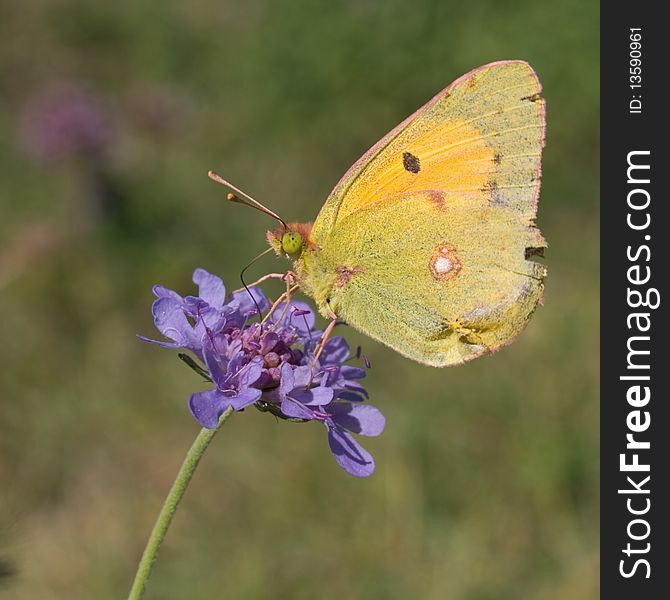 Clouded Yellow On Field Scabious