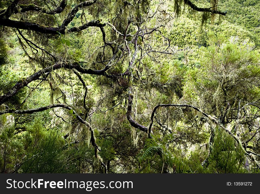 The mountain forest, Madeira, Portugal