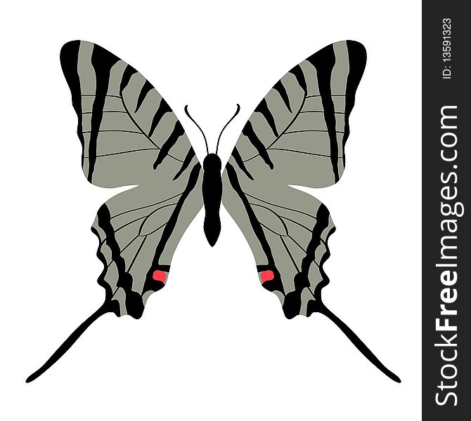 Vector illustration of butterfly eurytides agesilaus autosilaus