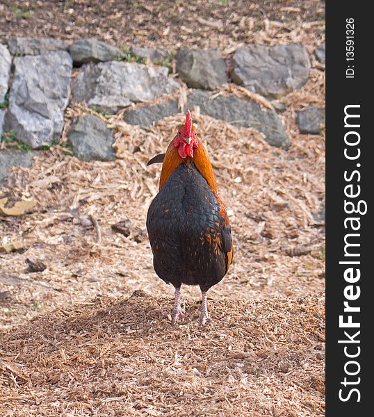 Red rooster standing on the pile of  sawdust in chicken farm