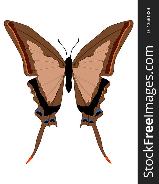 Vector illustration of swallowtail butterfly