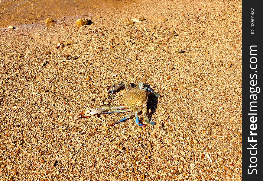 Blue crab on the sand