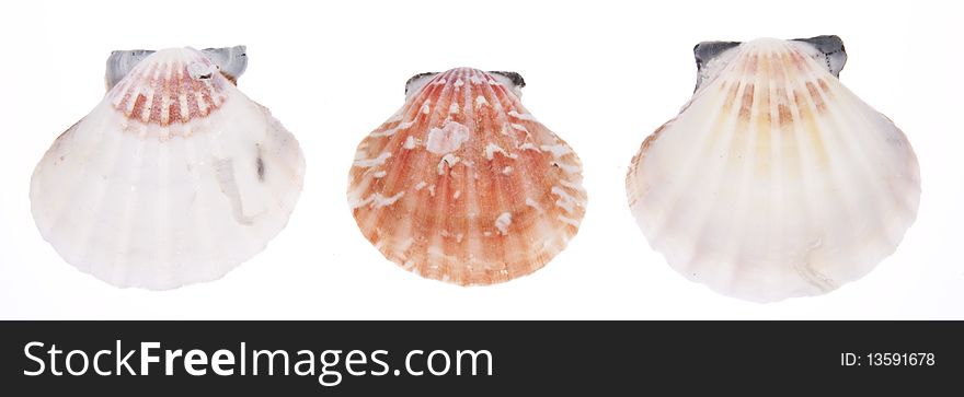 Group of three sea shells isolated on white. Group of three sea shells isolated on white.