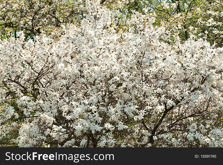 Spring flower blossom of tree for background. Spring flower blossom of tree for background