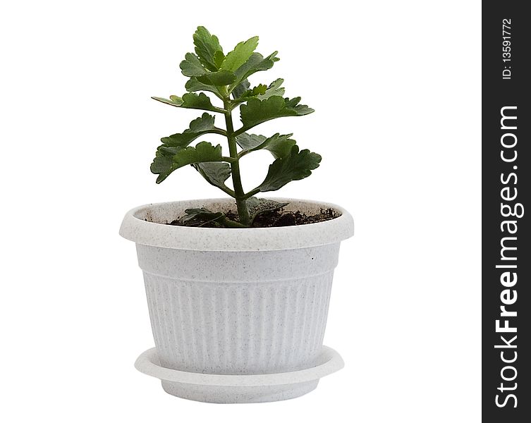 Green sprout in a small pot on a white background. Green sprout in a small pot on a white background