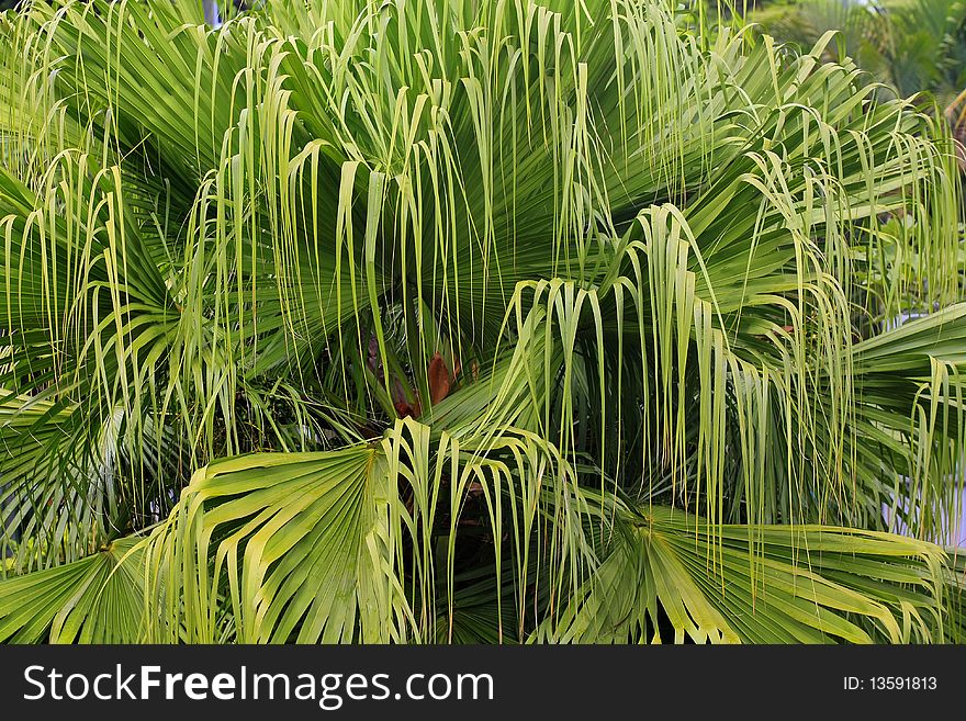 Palm tree leafs for background