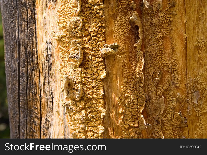 Close-up of weathered bark texture on tree trunk. Close-up of weathered bark texture on tree trunk