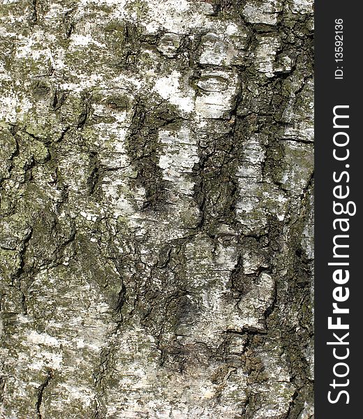 Texture of an old birch tree at a sunny day. Texture of an old birch tree at a sunny day