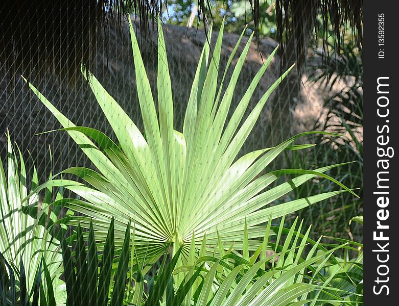 Leaf Of A Palm Tree.