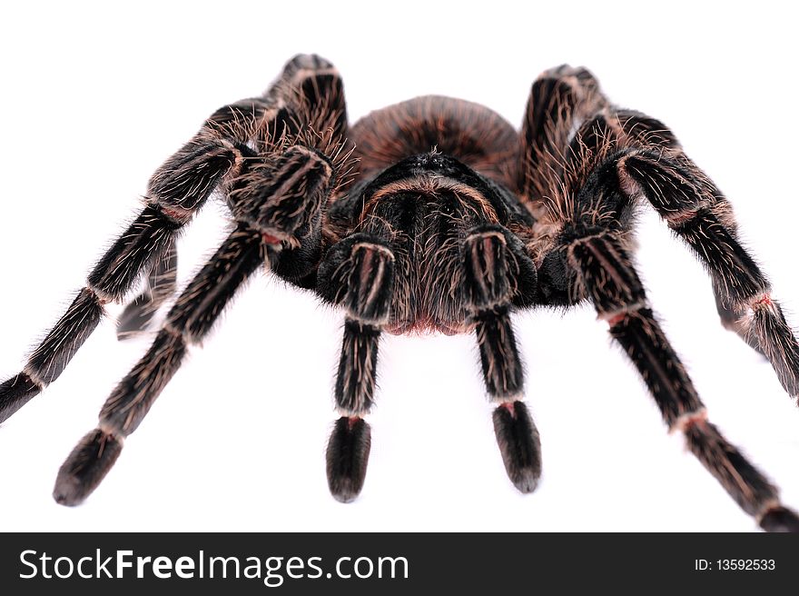 Close-up of big spider Tarantula isolated on the white background