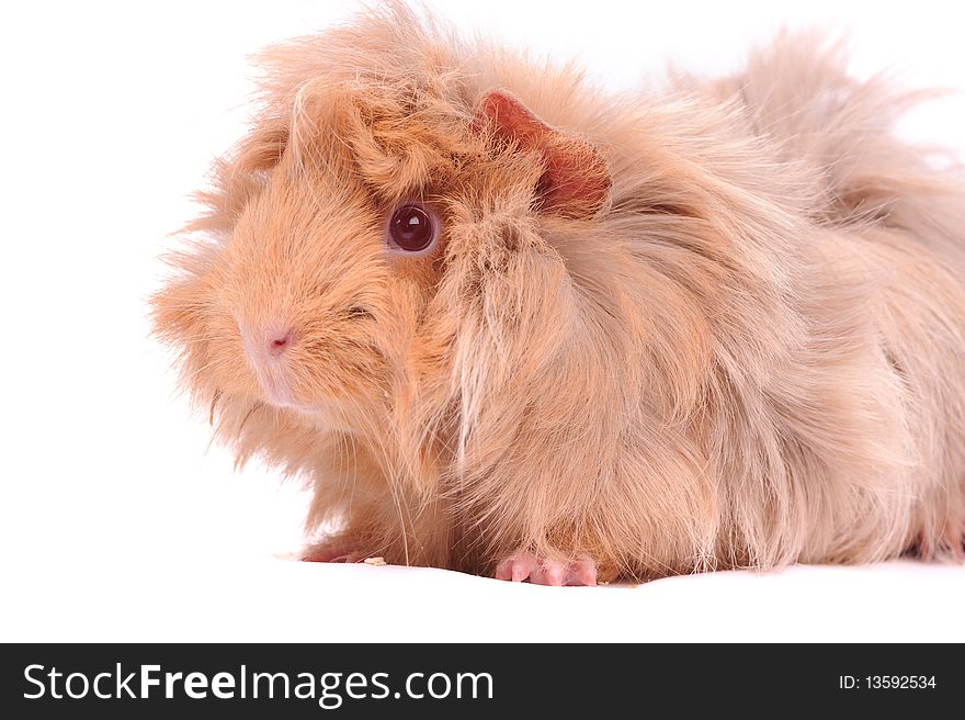 Cavy Guinea pig on the white background