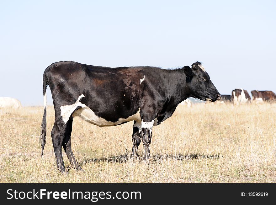 Cow On Meadow