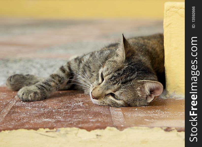 A sad stray kitten resting on the concrete