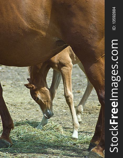 Days old chestnut foal head down looking a hay pile framed by chestnut mare's belly and legs. Days old chestnut foal head down looking a hay pile framed by chestnut mare's belly and legs.