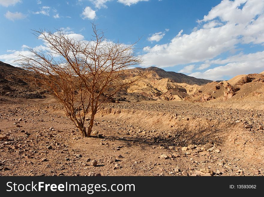Desert landscape with dry acacia tree