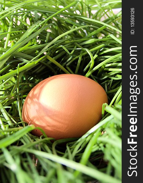 Chicken brown egg in long grass nest