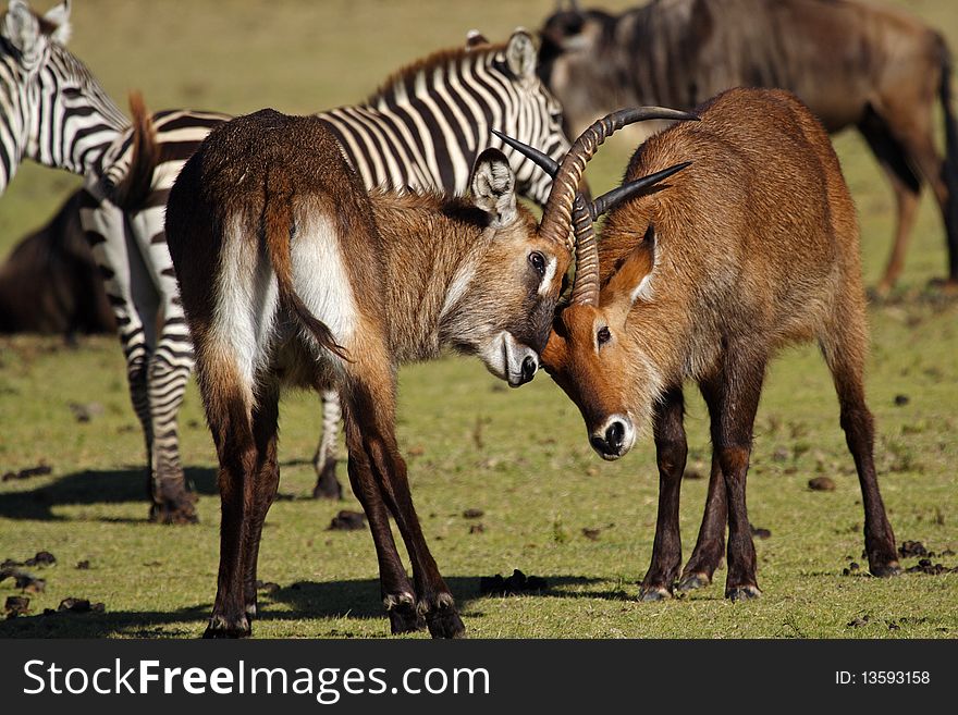 Waterbuck Antelopes Fighting, Kenya