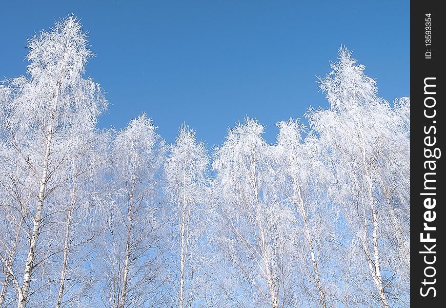 Frosten birch in winter time, blue sky