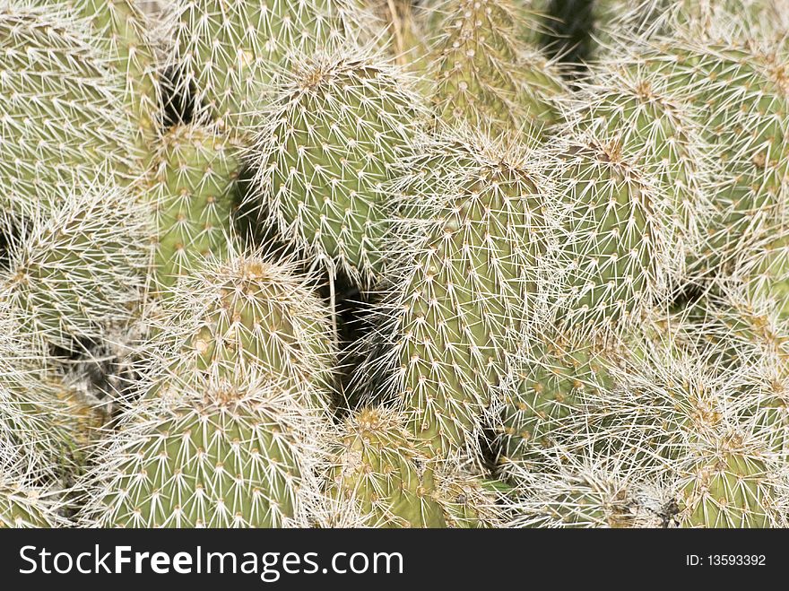 Prickly Pear Spines