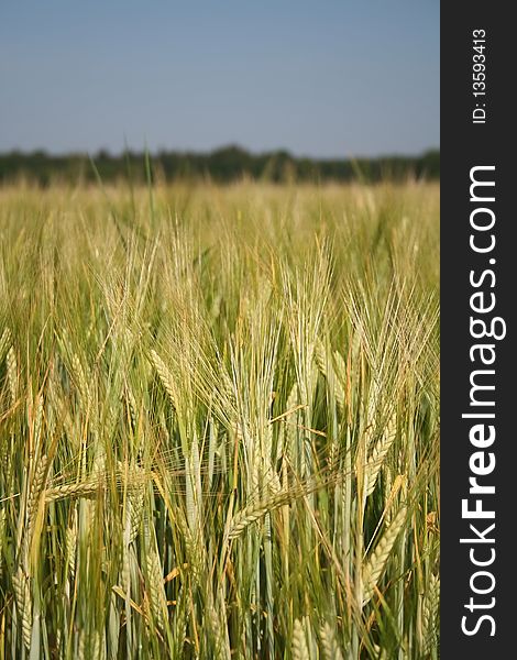 Wheat field landscape with vertical orientation and copy space at top