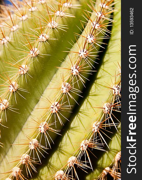 Close-up view of prickly spines of an organ pipe cactus. Close-up view of prickly spines of an organ pipe cactus