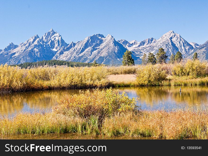 The Grand Teton mountains stand out against deep blue sky with a lush meadow in foreground