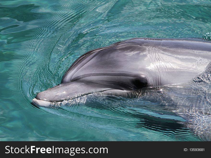 Dolphin swimming in the dolphin resort in eilat, Israel