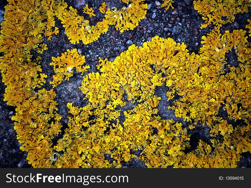 Yellow lichens growing on rock