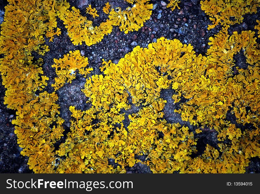 Lichens