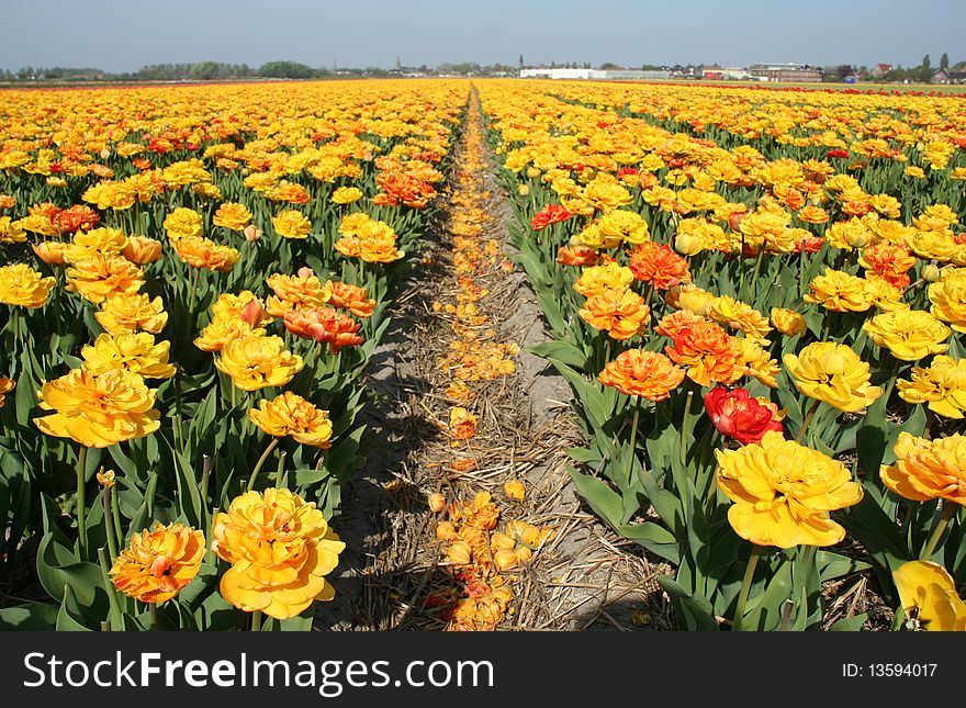 Yellow tulip fields, Lisse, Netherlands