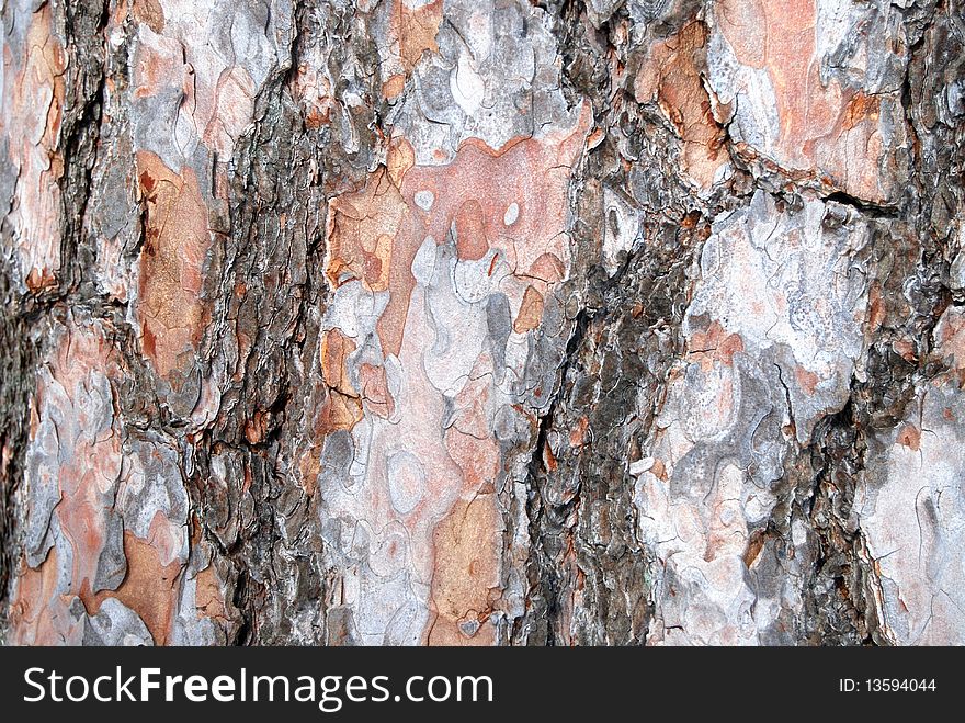 Close up of the bark of a pine tree. Close up of the bark of a pine tree