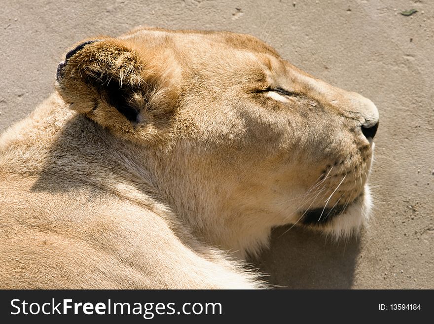 An african female lion ( (panthera leo) head in a relaxed pose, basking in the sunlight with eyes closed. An african female lion ( (panthera leo) head in a relaxed pose, basking in the sunlight with eyes closed.