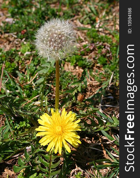 A yellow dandelion flower, in front of a stem that has gone to seed. A yellow dandelion flower, in front of a stem that has gone to seed