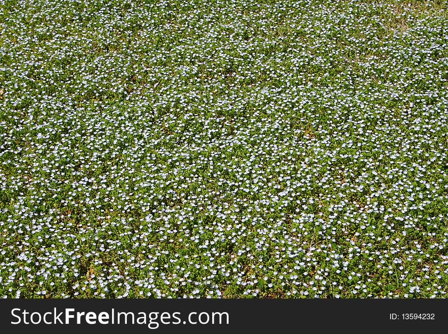Thousands of tiny bluet blossoms cover the ground. Thousands of tiny bluet blossoms cover the ground