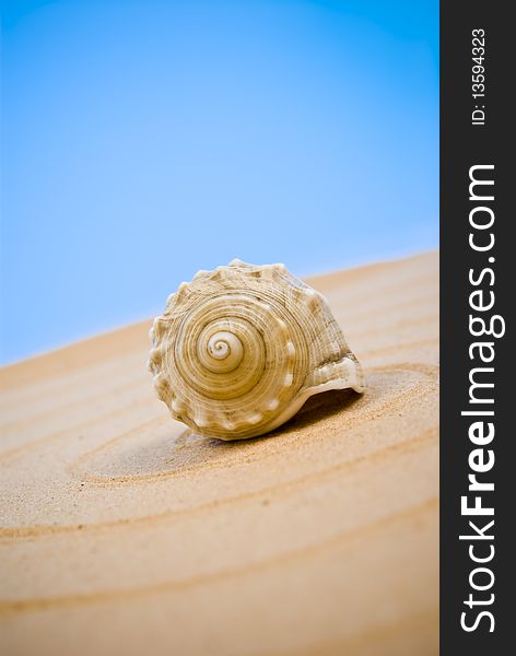 Seashell on sand on blue background