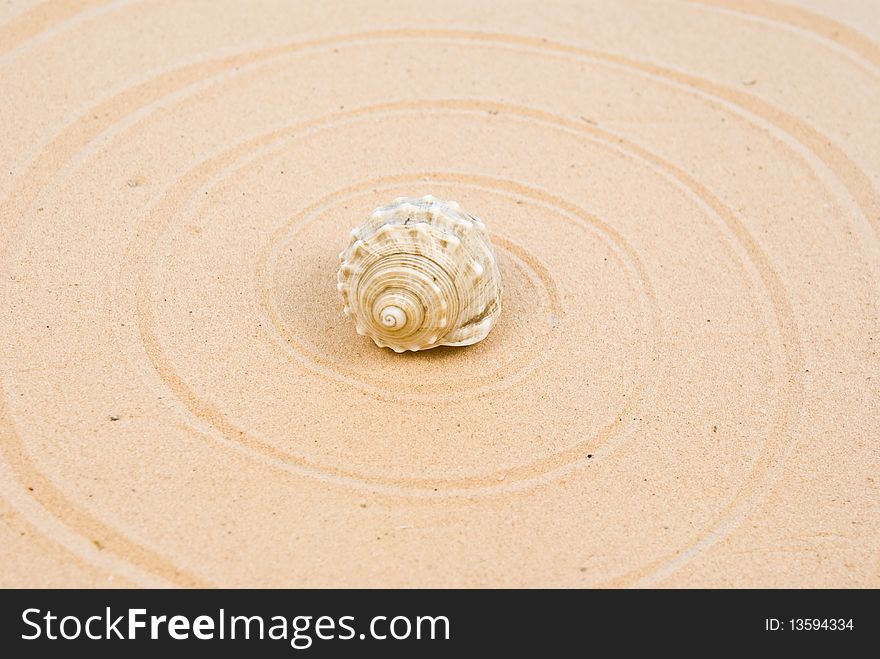 Seashell on sand with circles